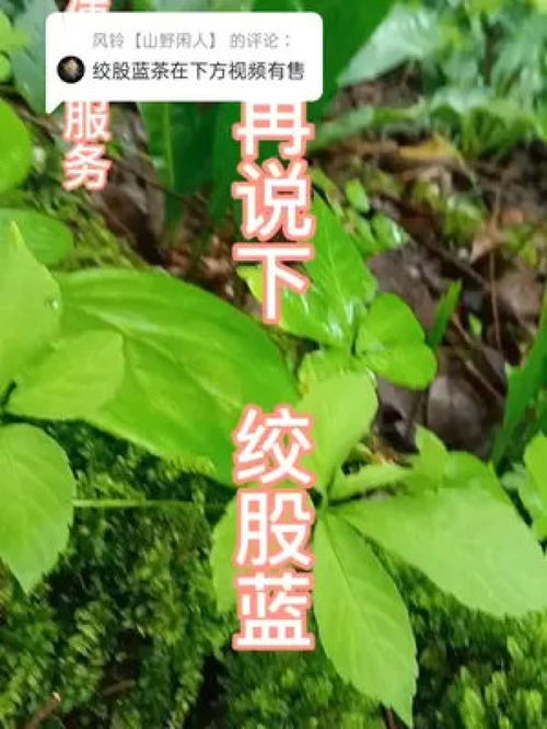 回复 大自然的馈赠 野生植物 绞股蓝 茶