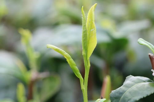 广西茶叶科学研究所三个茶树品种获农业农村部非主要农作物品种登记